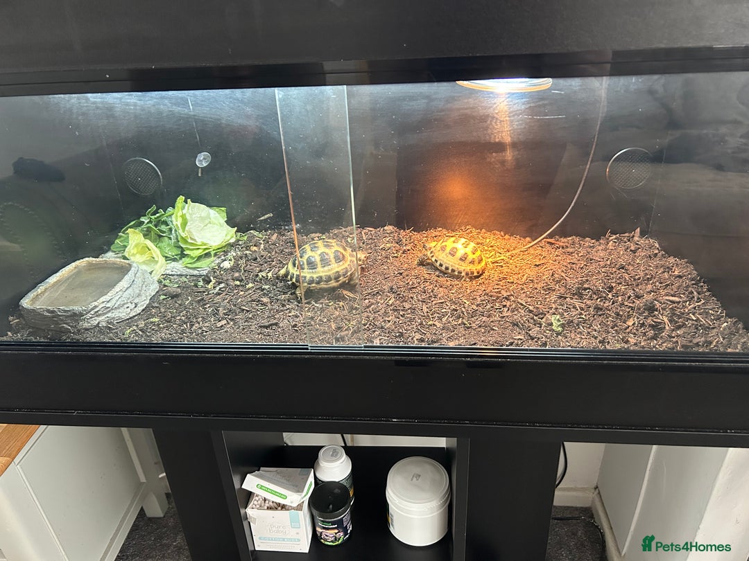 Tortoise reptiles for sale: 2 x Horsefeild Tortoises and set up - Image 8