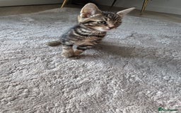 Mixed Breed cats for sale: Lovely girl kittens  - Image 4