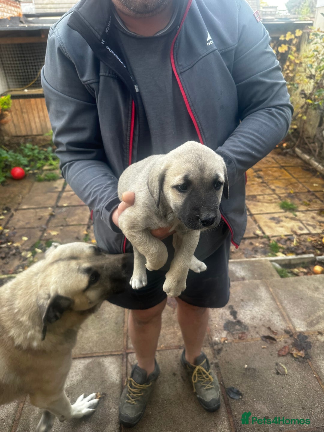 Turkish Kangal dogs for sale: TURKISH KANGAL PUPPIES  - Image 10