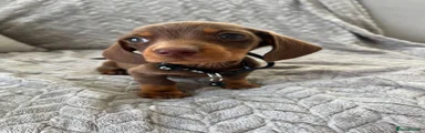 Miniature Dachshund 4