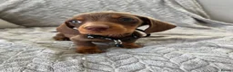 Miniature Dachshund dogs for sale: Miniature Dachshund  - Advert 11