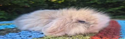 Mini Lop rabbits for sale: 🧡 TEDDYWIDDER X MINI LOP BABIES 😍 - Advert 3