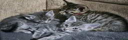 Mixed Breed cats for sale: Adorable Grey kittens for sale  - Advert 3
