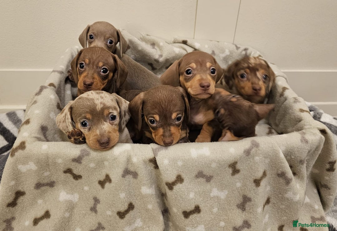 Miniature Dachshund dogs for sale: Stunning miniature dachshund puppies - Advert 3