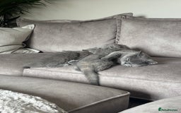 British Shorthair cats for sale: BEAUTIFUL BRITISH SHORT AND LONG HAIR KITTENS - Image 18