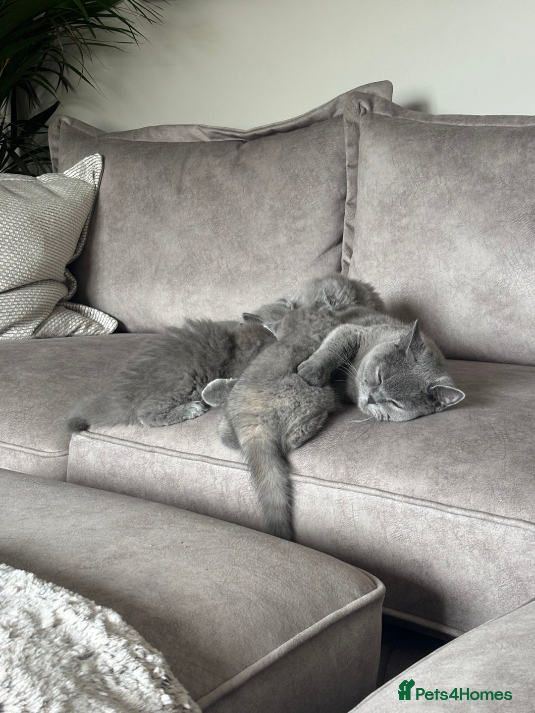 British Shorthair cats for sale: BEAUTIFUL BRITISH SHORT AND LONG HAIR KITTENS - Image 18