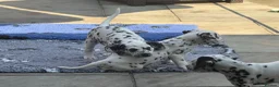 Dalmatian dogs for sale: Mr black - gorgeous black boy …..  - Advert 7