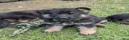 German Shepherd dogs for sale: 🐾Ready to leave Kc reg German shepherd puppies🐾 - Advert 19
