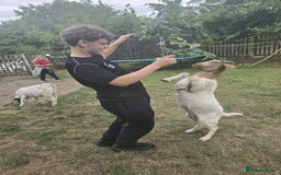 Goats livestock for sale: Pedigree Registered Female Boer Goats  - Image 6