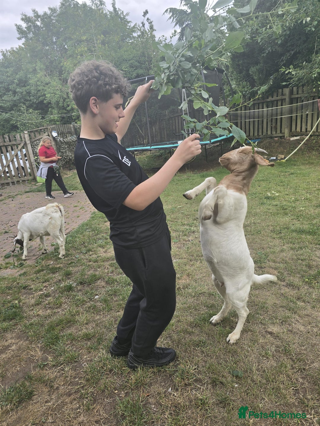 Goats livestock for sale: Pedigree Registered Female Boer Goats  - Image 6
