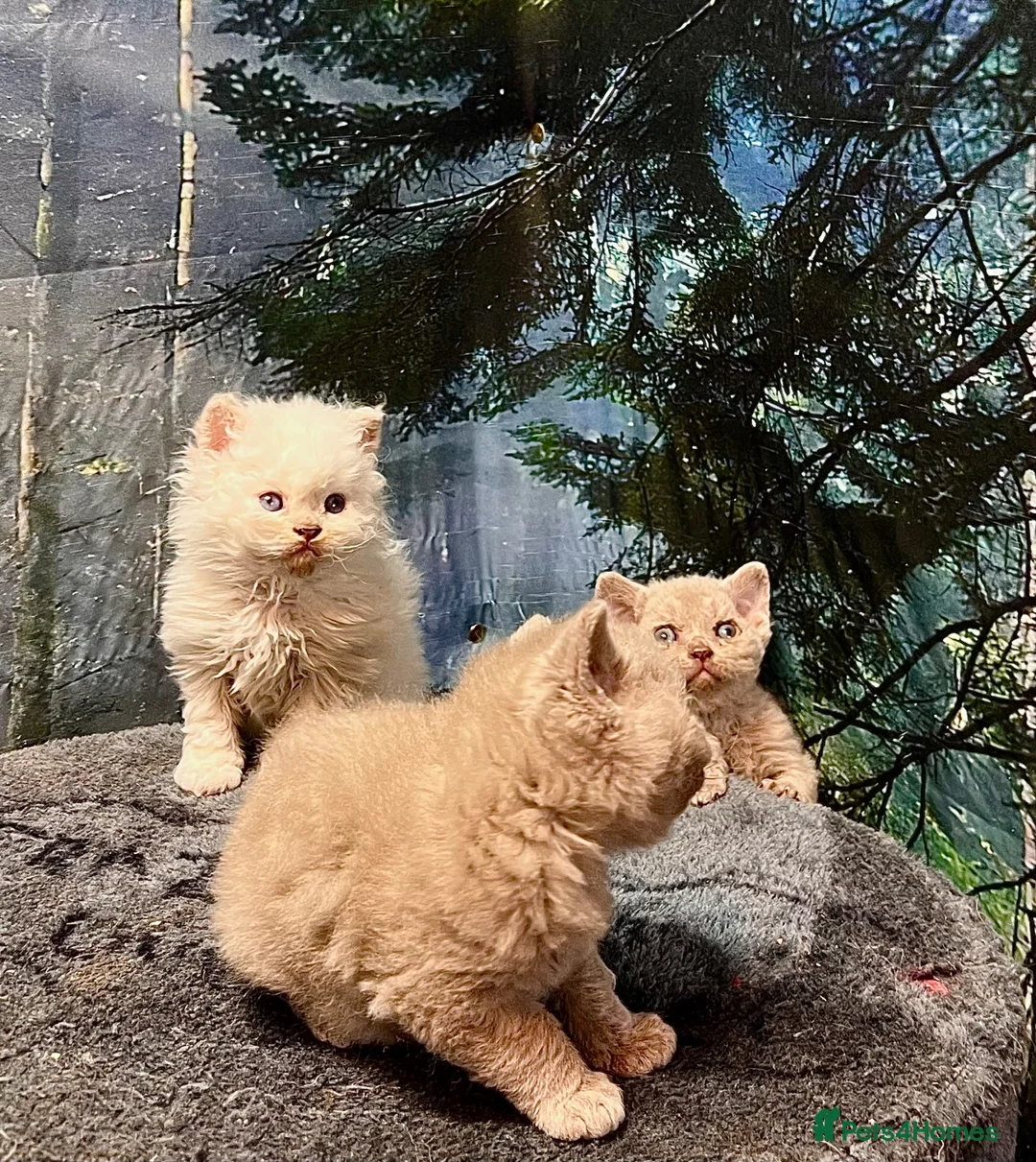 Selkirk Rex cats for sale: Selkirk rex kittens 3 boys 😺 - Advert 1