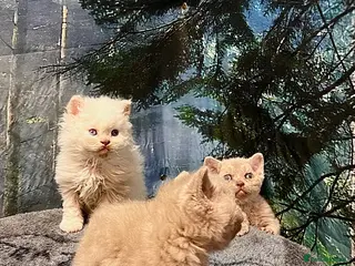Selkirk Rex cats Selkirk rex kittens 3 boys 😺 - Advert 12