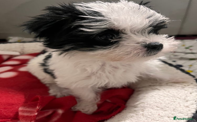 Morkie dogs - Advert 1