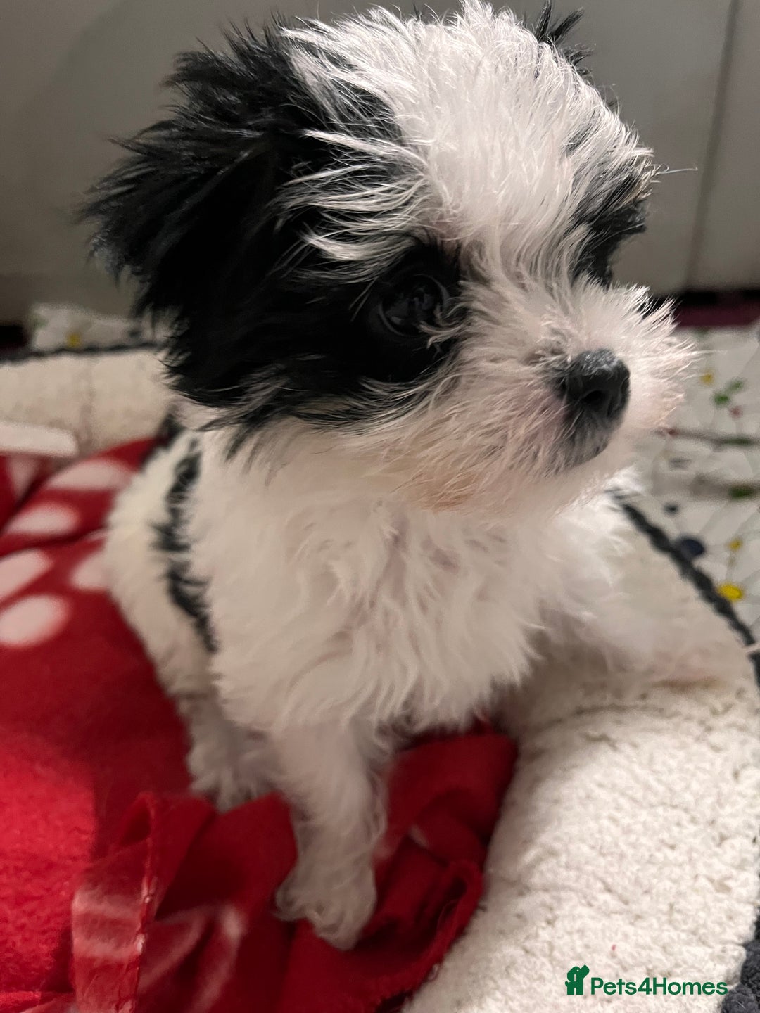 Morkie dogs for sale: Adorable Morkie Girl Puppy! - Image 1