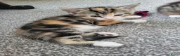 Mixed Breed cats for sale: 1 male 1 female long haired kitten - Advert 2