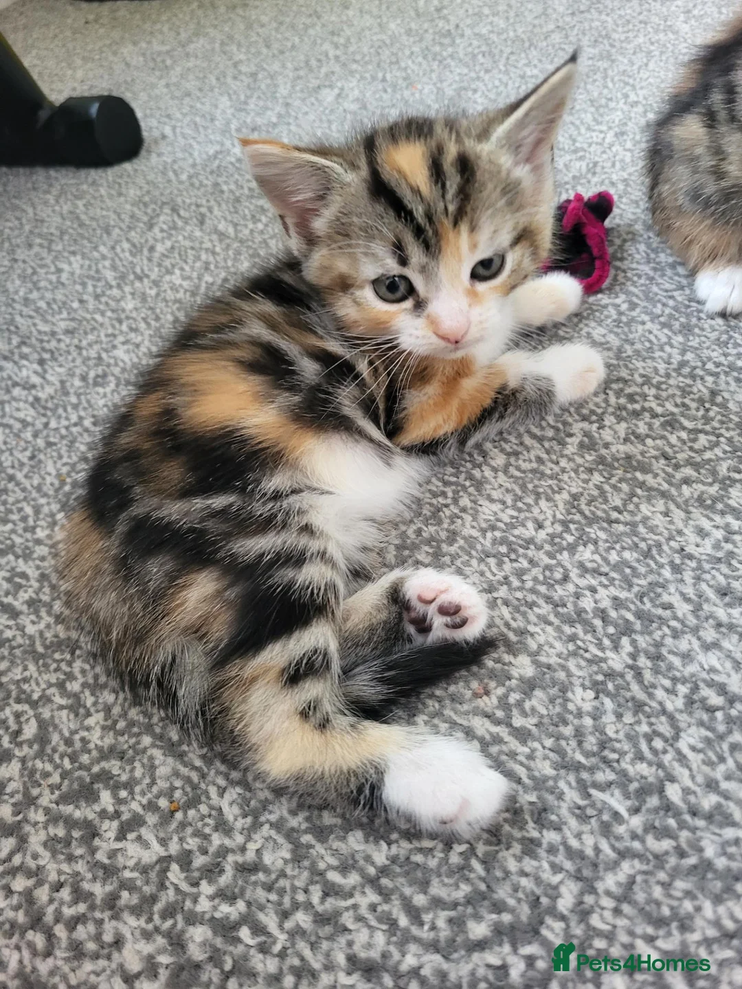 Mixed Breed cats for sale: 1 male 1 female long haired kitten - Advert 2