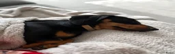 Dachshund dogs for sale: Rehome  - Advert 6