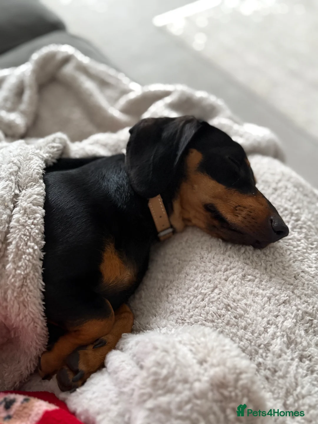 Dachshund dogs for sale: Rehome  - Advert 6