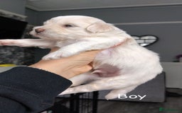 Poochon dogs for sale: Poochons  - Image 7