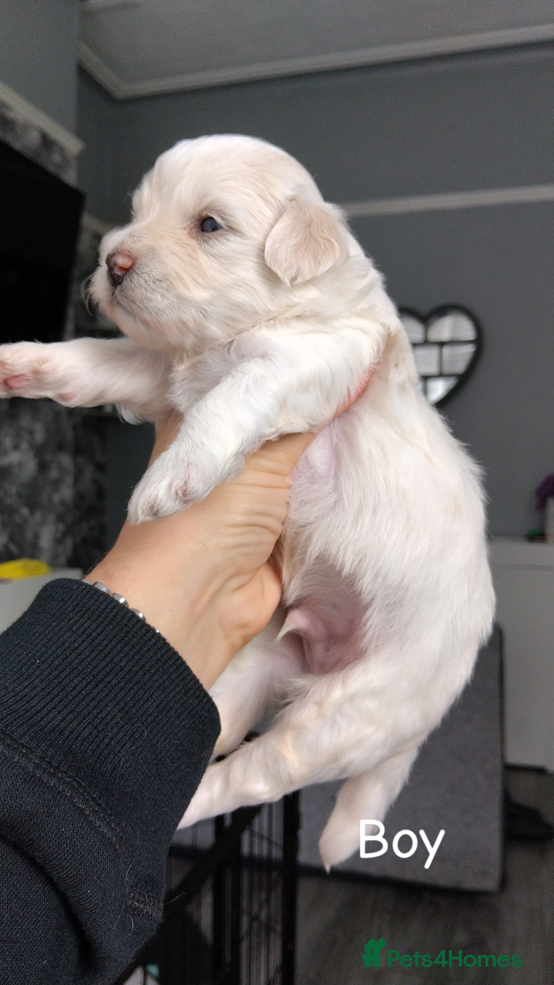 Poochon dogs for sale: Poochons  - Image 7