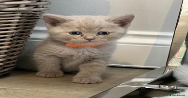 British Shorthair cats - Advert 5