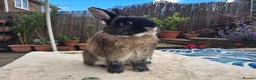 Netherland Dwarf rabbits for sale: Neutered Male Netherland Dwarf 1 year old - Wilf - Advert 16