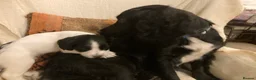 Sprocker dogs for sale: 8 beautiful healthy friendly little Sprocker pups - Advert 34
