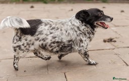 Mixed Breed dogs for adoption: 💖🐶 LYRA 🐶💖 - Image 19