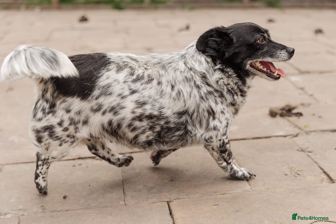 Mixed Breed dogs for adoption: 💖🐶 LYRA 🐶💖 - Image 19