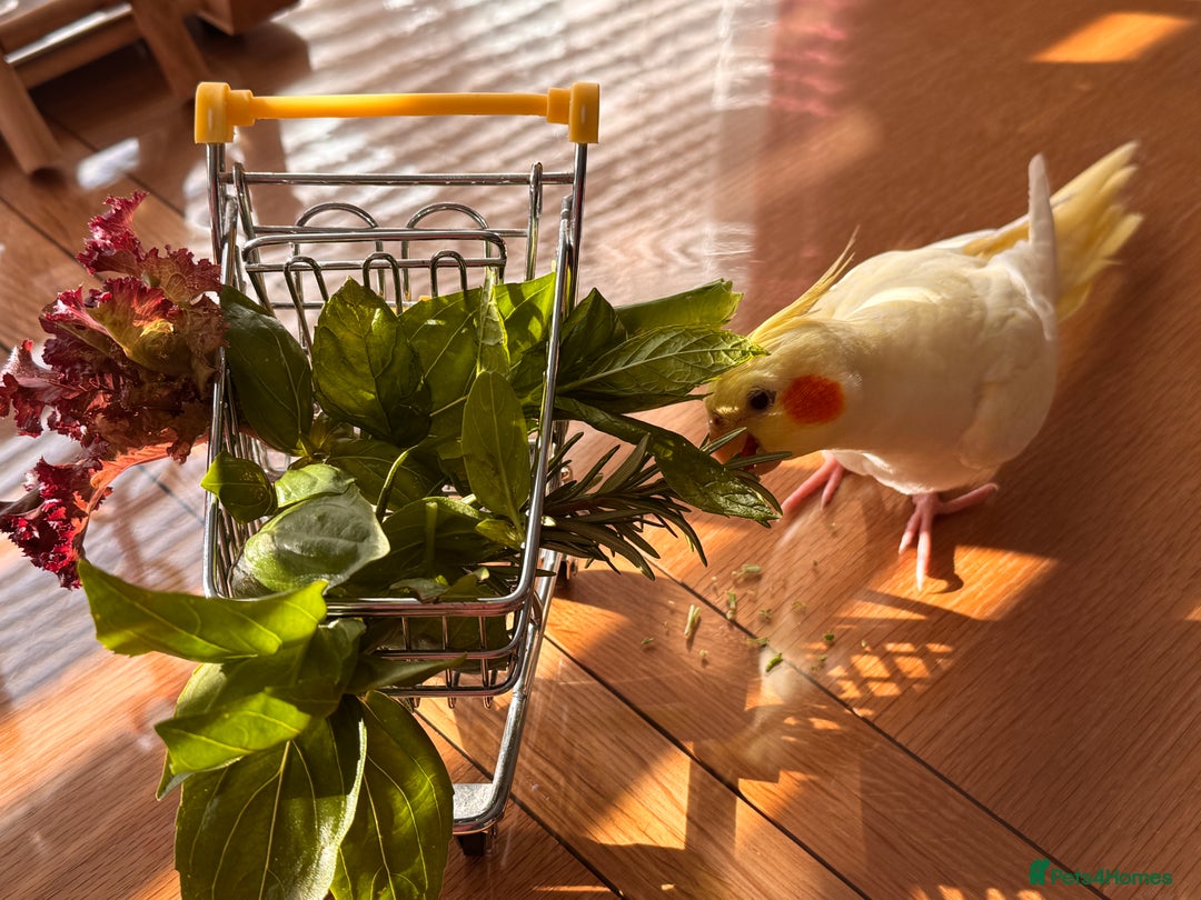 Cockatiels birds for sale: Lutino Cockatiel   & Cage -  Pending Collection - Image 9