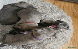 Staffordshire Bull Terrier dogs for sale: Staffordshire bull terrier  - Image 10