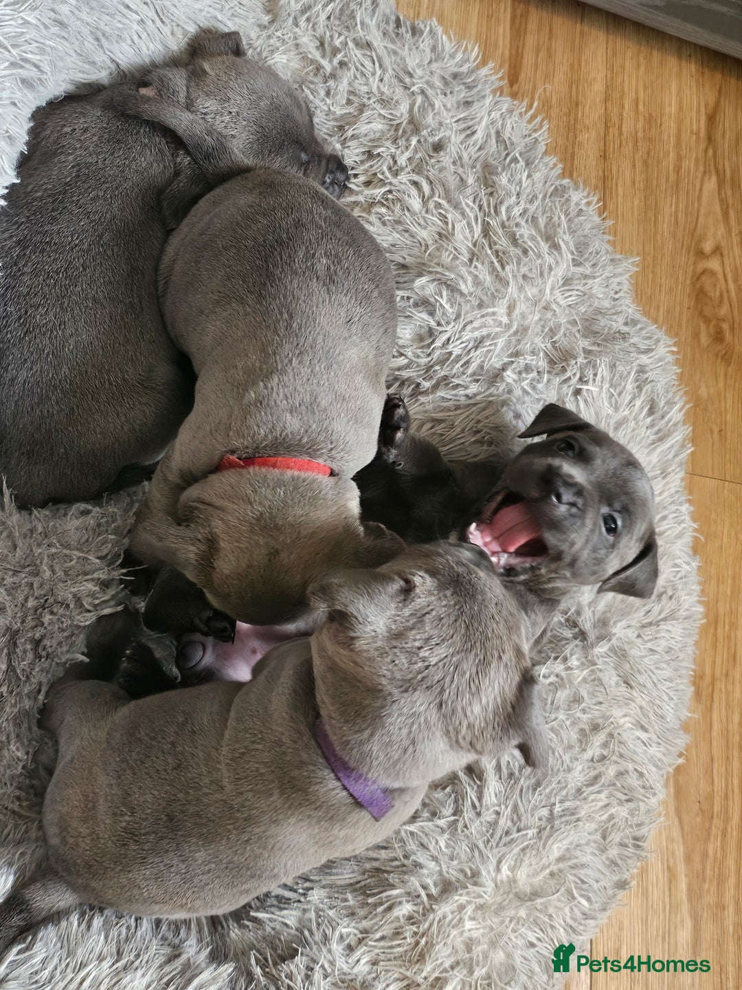 Staffordshire Bull Terrier dogs for sale: Staffordshire bull terrier  - Image 10