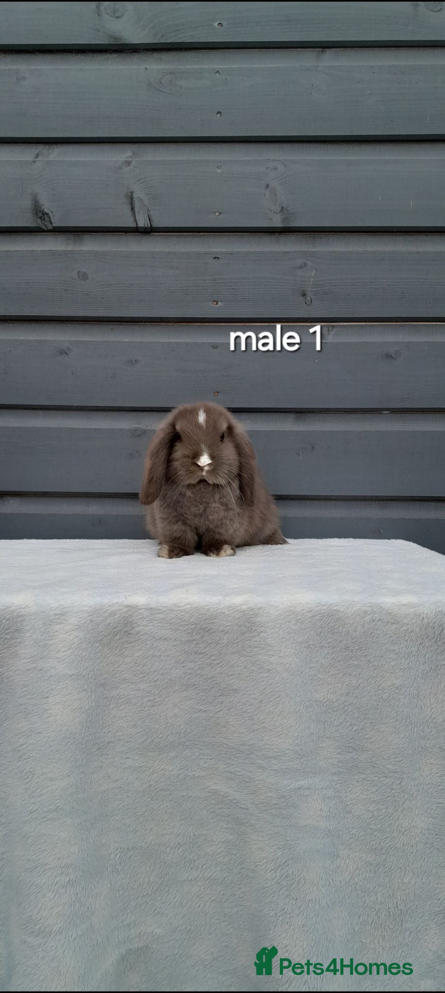 Mini Lop rabbits Purebred mini lop rabbits  - Advert 1