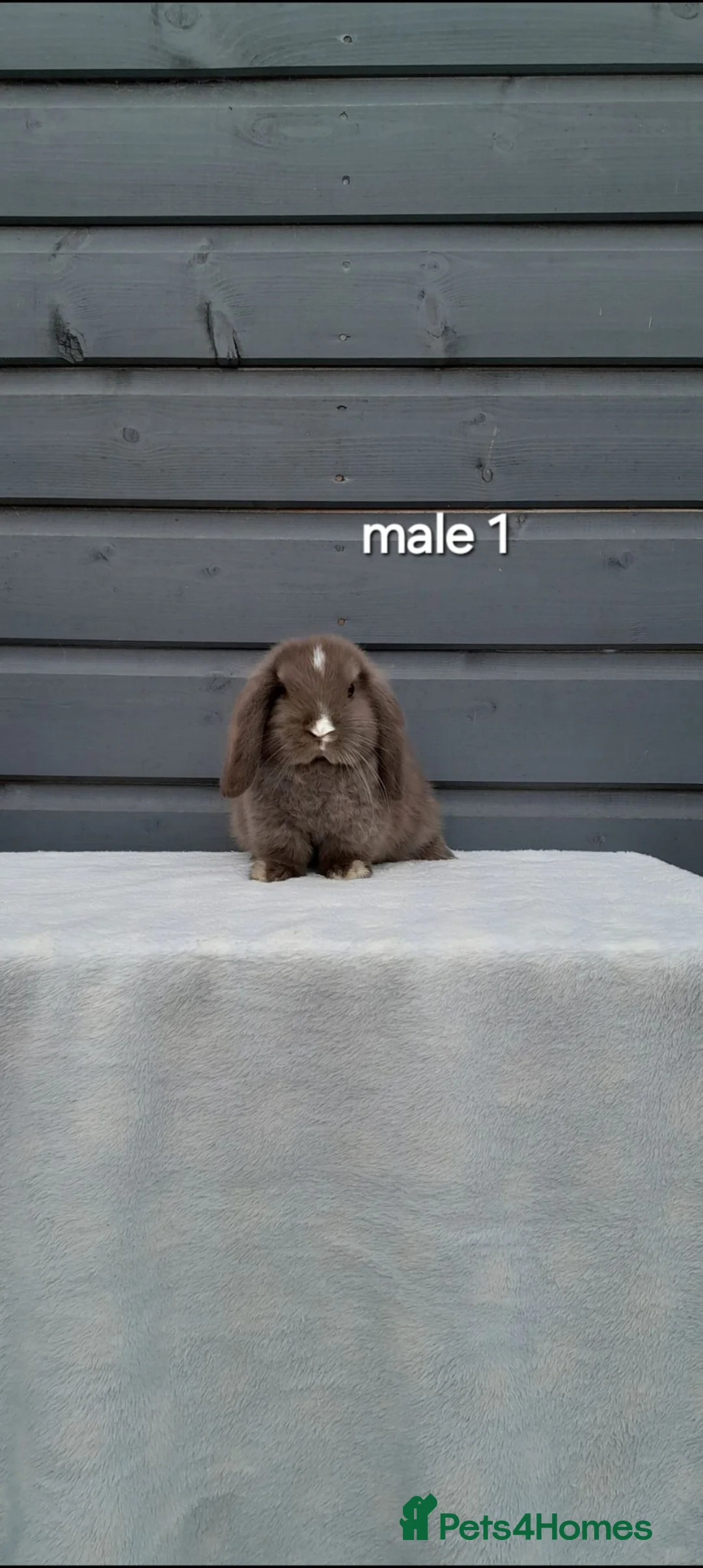 Mini Lop rabbits for sale: Purebred mini lop rabbits  - Advert 1