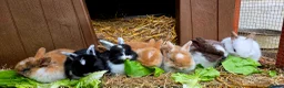 Mixed Breed rabbits for sale: Beautiful babies looking for forever families - Advert 8