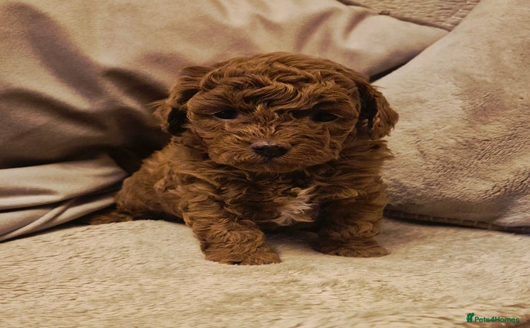 Cockapoo dogs - Advert 7