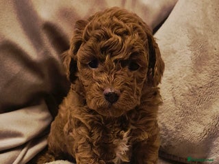 Cockapoo dogs - Advert 23