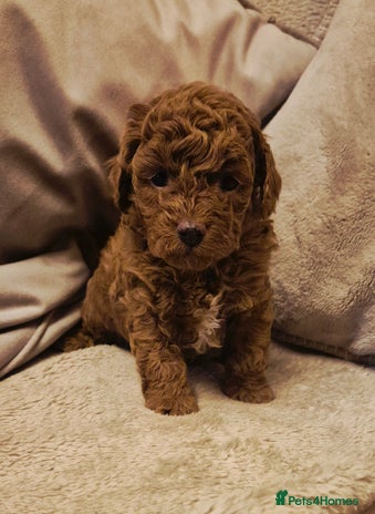 Cockapoo dogs - Advert 25