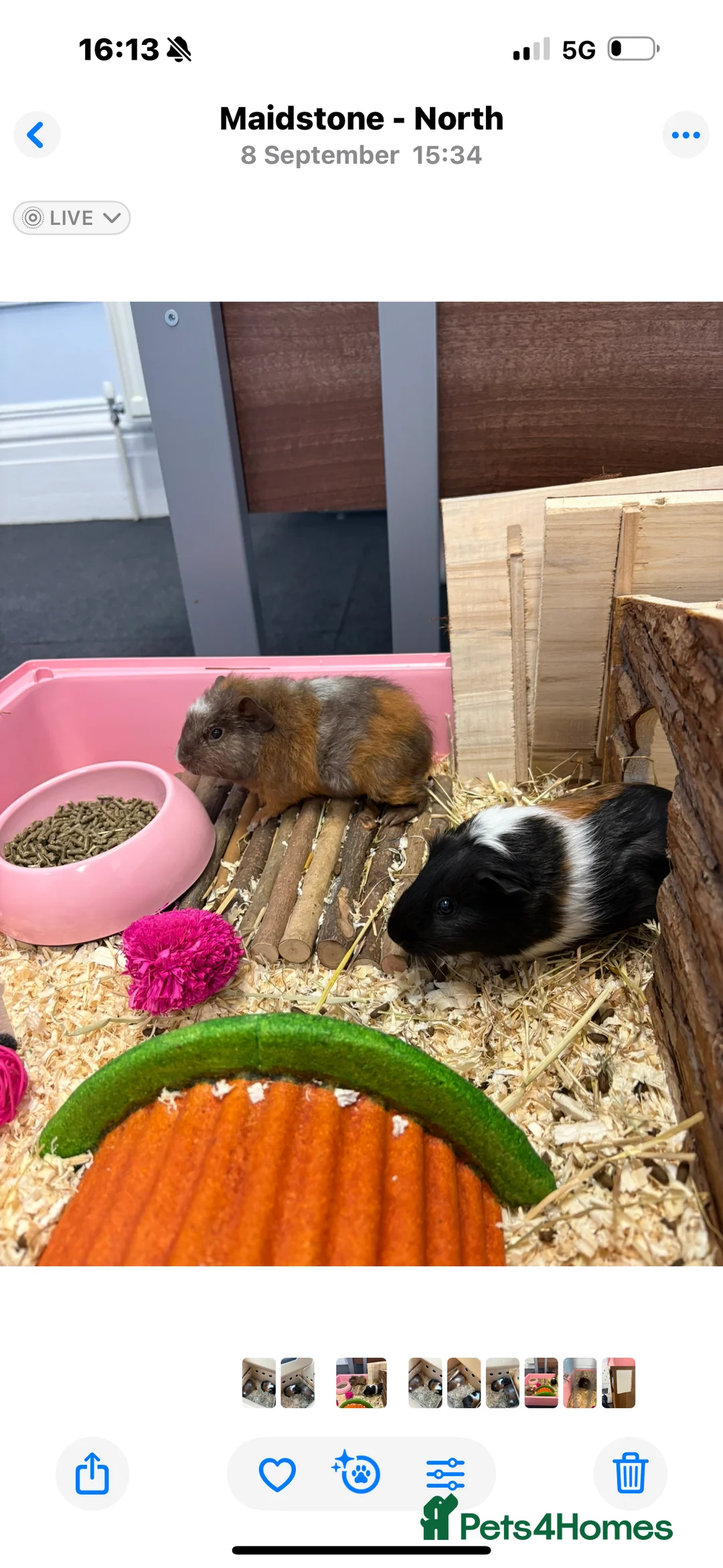 Guinea Pig rodents for sale: Pair of bonded female guinea pigs  - Advert 2