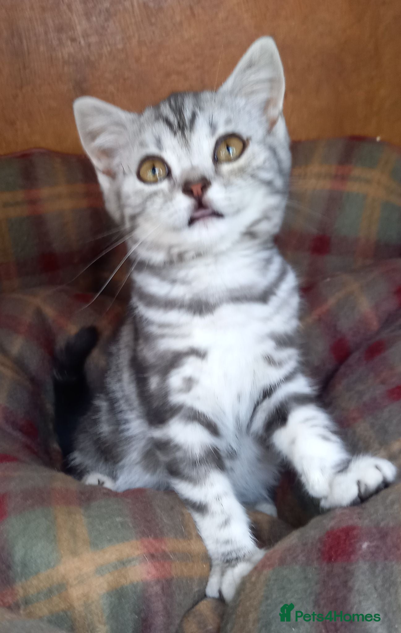 British Shorthair cats Super GCCF registered kittens  - Advert 1
