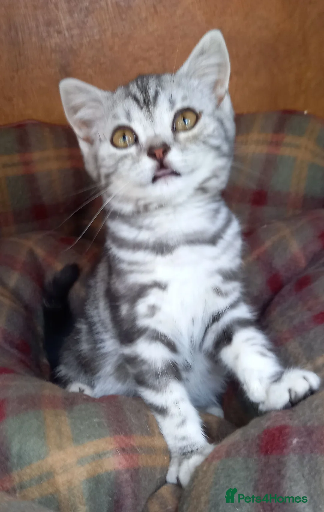 British Shorthair cats for sale: Super GCCF registered kittens  - Advert 1