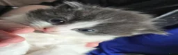 Mixed Breed cats for sale: Beautiful Blue/grey & white boys - Advert 3