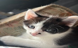 Mixed Breed cats for sale: 3 beautiful stunning and gorgeous kittens for you - Image 8