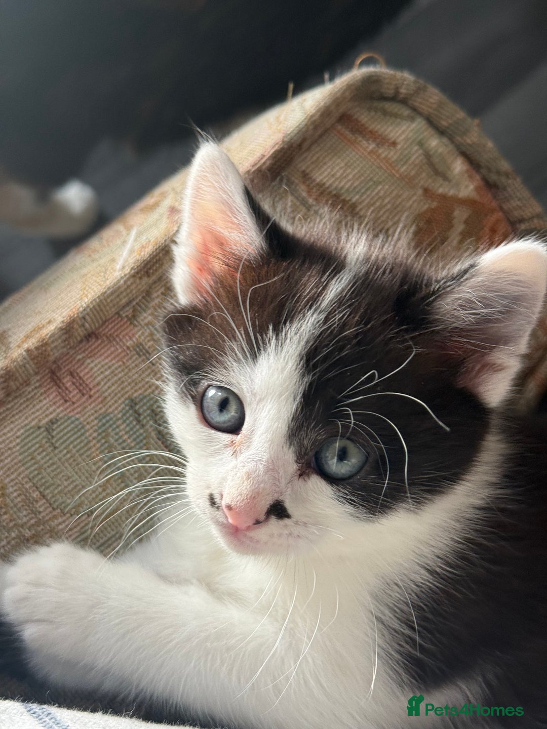 Mixed Breed cats for sale: 3 beautiful stunning and gorgeous kittens for you - Image 8