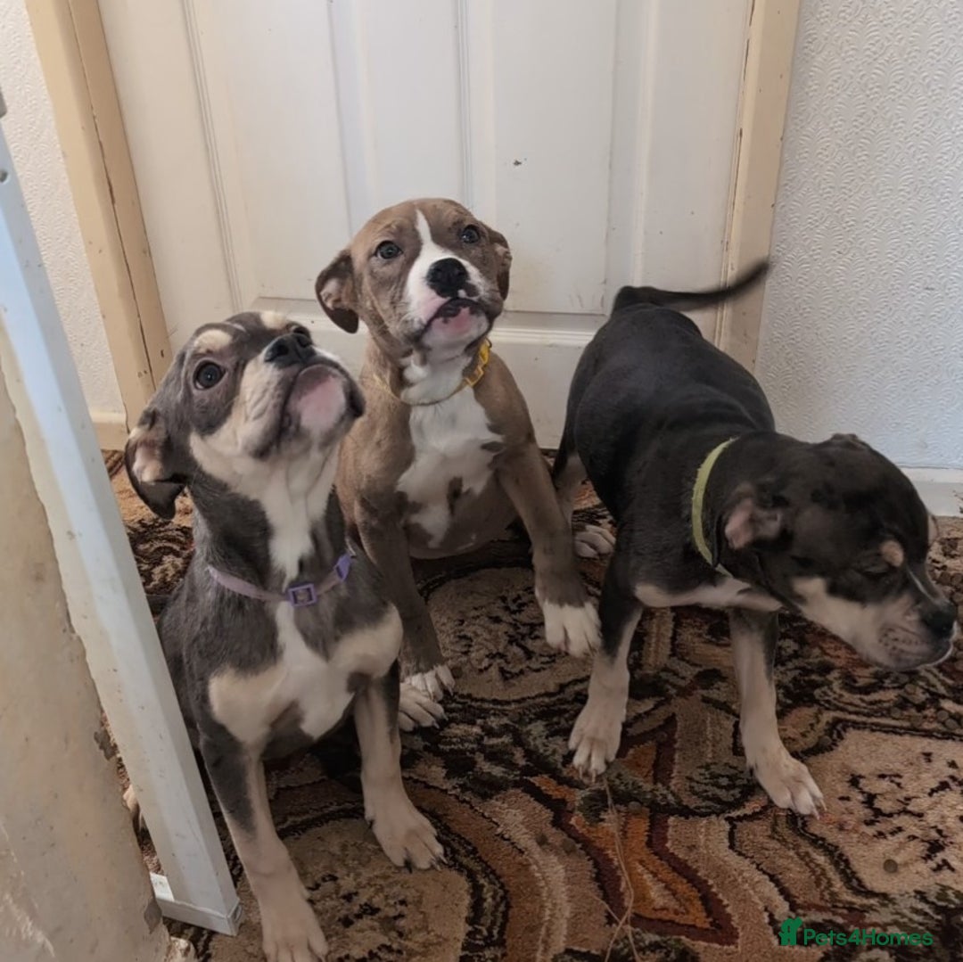Olde English Bulldogge dogs for sale: Last three females - Advert 3