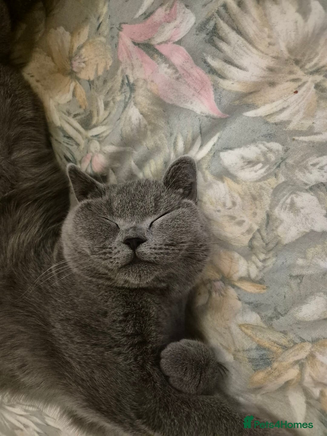 British Shorthair cats for sale: 8 month old British shorthair - Advert 3