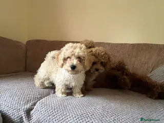 Maltipoo dogs Maltipoo/mini toy poodle - Advert 2