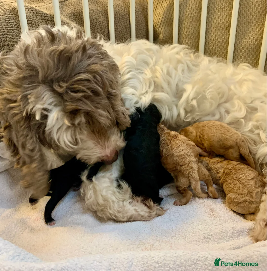 Cockapoo dogs for sale: Beautiful Cockapoo puppies - Advert 1