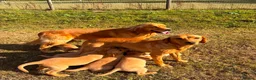 Goldador dogs for sale: Beautiful Goldador Puppies - Advert 21
