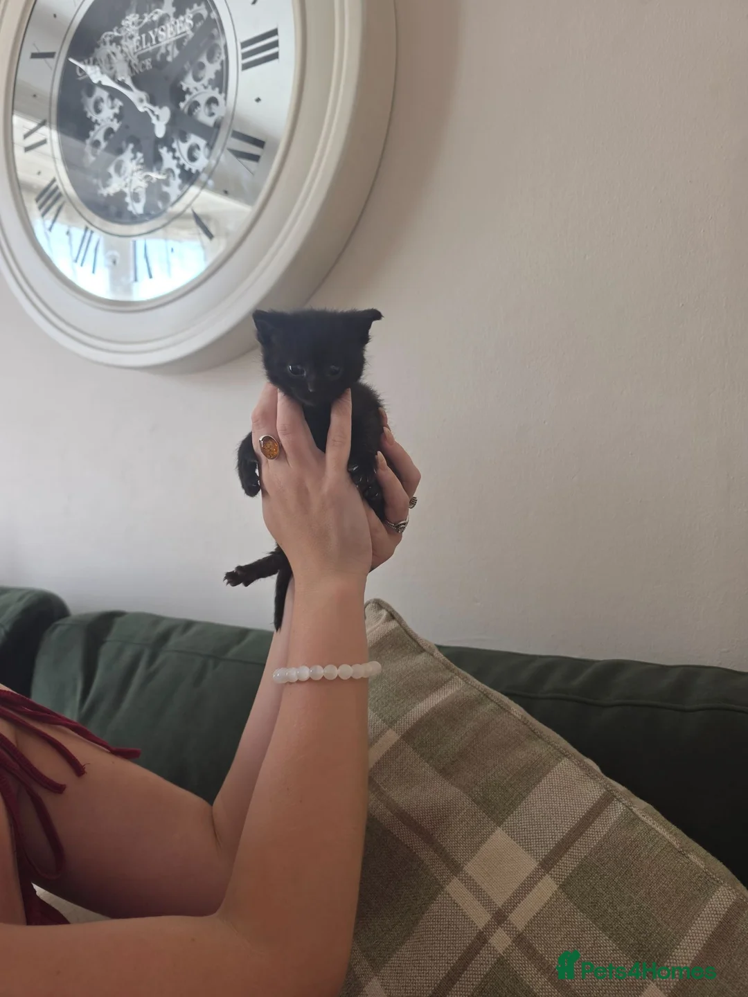 British Shorthair cats for sale: British Shorthair Cross Kittens  - Advert 11